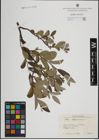Foto von Salix lapponum L.